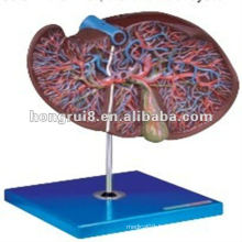ISO Amplified Liver, Gallbladder Anatomy Model HR/A12009